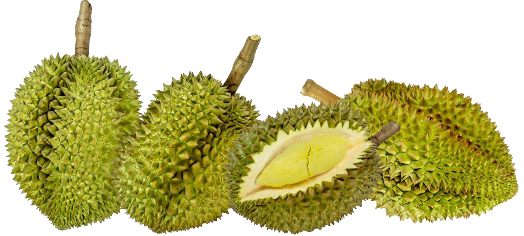 Durian Farm